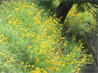 ����̃I�I�L���P�C�M�N