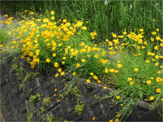 ����̃I�I�L���P�C�M�N